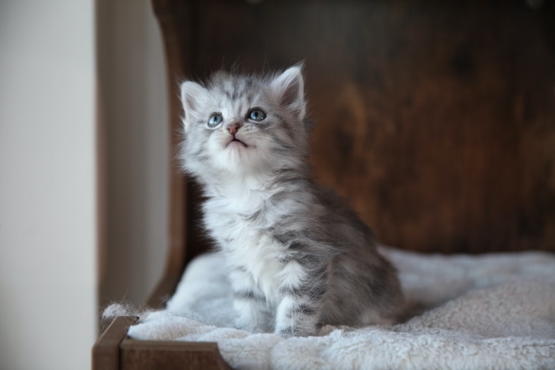 Hector as a kitten